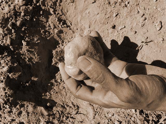 Le champignon – La truffe du désert